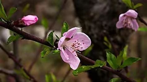 陰桃花 意思|什么是阴桃花